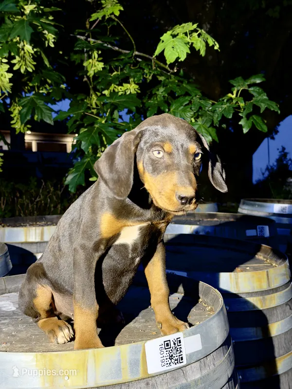 Sage – Catahoula Leopard Dog puppy for sale in Tigard, OR