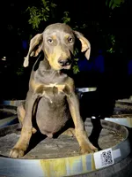 Halo, a male Catahoula Leopard Dog for sale in Tigard, OR – 7 of 8