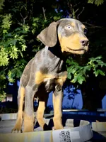Sage, a male Catahoula Leopard Dog for sale in Tigard, OR – 2 of 5
