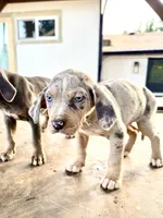 Brut, a male Catahoula Leopard Dog for sale in Tigard, OR – Photo 3 of 10
