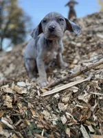 Brut, a male Catahoula Leopard Dog for sale in Tigard, OR – Photo 8 of 10