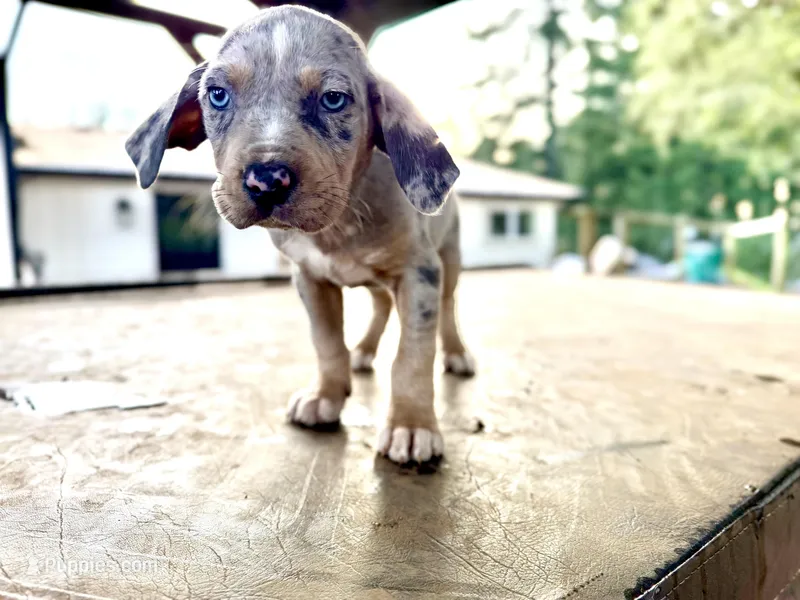 Brut – Catahoula Leopard Dog puppy for sale in Tigard, OR