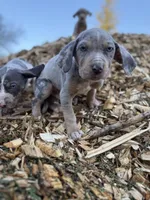 Brut, a male Catahoula Leopard Dog for sale in Tigard, OR – Photo 7 of 10