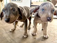Brut, a male Catahoula Leopard Dog for sale in Tigard, OR – Photo 4 of 10