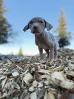 Brut, a male Catahoula Leopard Dog for sale in Tigard, OR – Photo 2 of 10