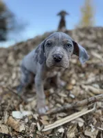 Brut, a male Catahoula Leopard Dog for sale in Tigard, OR – Photo 5 of 10