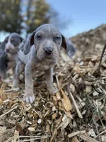 Brut, a male Catahoula Leopard Dog for sale in Tigard, OR – Photo 9 of 10
