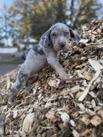 Brut, a male Catahoula Leopard Dog for sale in Tigard, OR – Photo 10 of 10