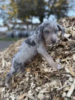 Brut, a male Catahoula Leopard Dog for sale in Tigard, OR – Photo 6 of 10