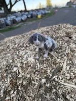Sprout, a male Catahoula Leopard Dog for sale in Tigard, OR – Photo 10 of 10