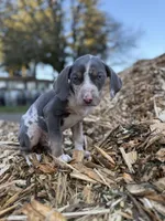 Sprout, a male Catahoula Leopard Dog for sale in Tigard, OR – Photo 9 of 10