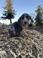 Sprout, a male Catahoula Leopard Dog for sale in Tigard, OR – Photo 2 of 10