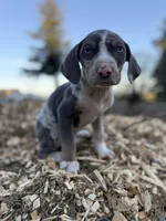 Sprout, a male Catahoula Leopard Dog for sale in Tigard, OR – Photo 7 of 10