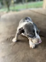 Sprout, a male Catahoula Leopard Dog for sale in Tigard, OR – Photo 3 of 4