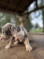 Sprout, a male Catahoula Leopard Dog for sale in Tigard, OR – Photo 4 of 4