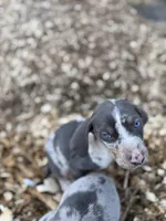 Sprout, a male Catahoula Leopard Dog for sale in Tigard, OR – Photo 6 of 10