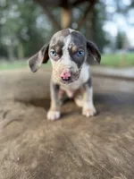 Sprout, a male Catahoula Leopard Dog for sale in Tigard, OR – Photo 2 of 4
