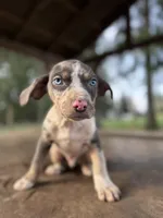 Sprout, a male Catahoula Leopard Dog for sale in Tigard, OR – Photo 1 of 4