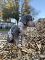 Sprout, a male Catahoula Leopard Dog for sale in Tigard, OR – Photo 8 of 10