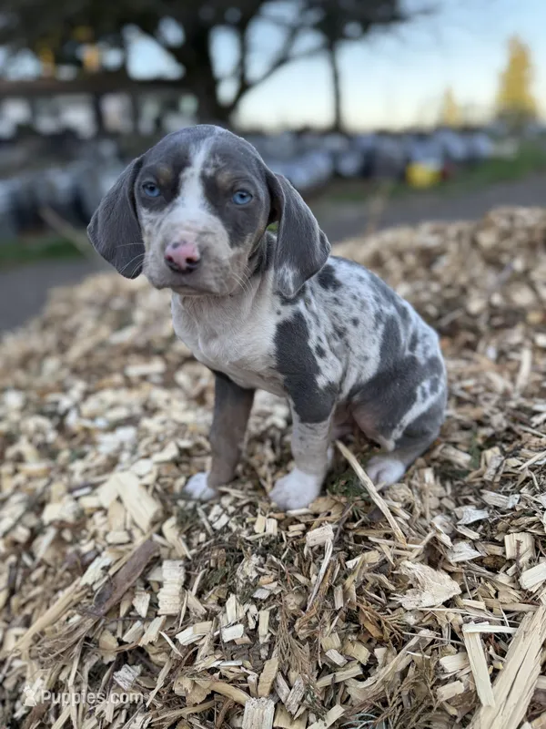 Sprout – Catahoula Leopard Dog puppy for sale in Tigard, OR