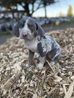 Sprout, a male Catahoula Leopard Dog for sale in Tigard, OR – Photo 1 of 10