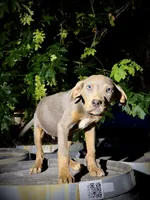 Zephyr, a male Catahoula Leopard Dog for sale in Tigard, OR – 7 of 10