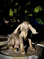 Halo, a male Catahoula Leopard Dog for sale in Tigard, OR – 4 of 8