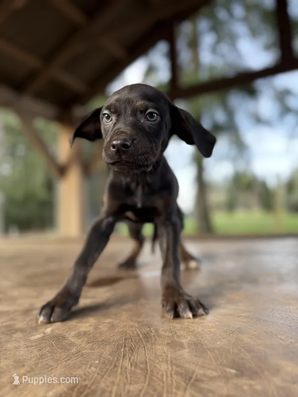 Eclipse – Catahoula Leopard Dog puppy for sale in Tigard, OR