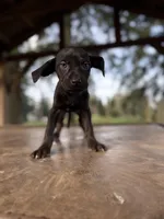 Eclipse, a female Catahoula Leopard Dog for sale in Tigard, OR – Photo 2 of 2