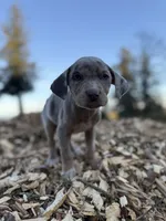 Buttercup, a female Catahoula Leopard Dog for sale in Tigard, OR – Photo 6 of 9