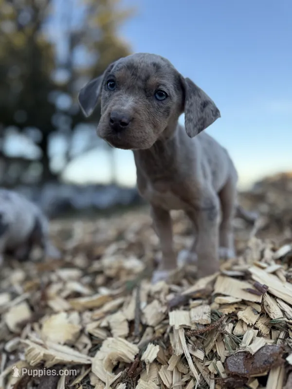 Buttercup – Catahoula Leopard Dog puppy for sale in Tigard, OR