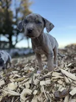 Buttercup, a female Catahoula Leopard Dog for sale in Tigard, OR – Photo 2 of 9
