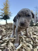 Buttercup, a female Catahoula Leopard Dog for sale in Tigard, OR – Photo 7 of 9