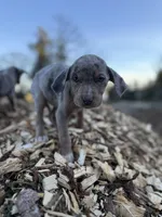 Buttercup, a female Catahoula Leopard Dog for sale in Tigard, OR – Photo 4 of 9