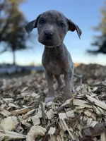 Buttercup, a female Catahoula Leopard Dog for sale in Tigard, OR – Photo 3 of 9