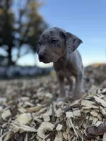 Buttercup, a female Catahoula Leopard Dog for sale in Tigard, OR – Photo 5 of 9