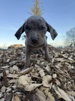 Buttercup, a female Catahoula Leopard Dog for sale in Tigard, OR – Photo 8 of 9