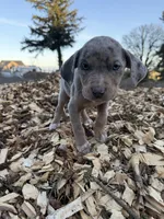 Buttercup, a female Catahoula Leopard Dog for sale in Tigard, OR – Photo 9 of 9