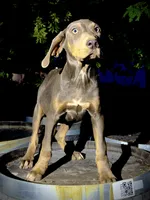 Halo, a male Catahoula Leopard Dog for sale in Tigard, OR – 2 of 8