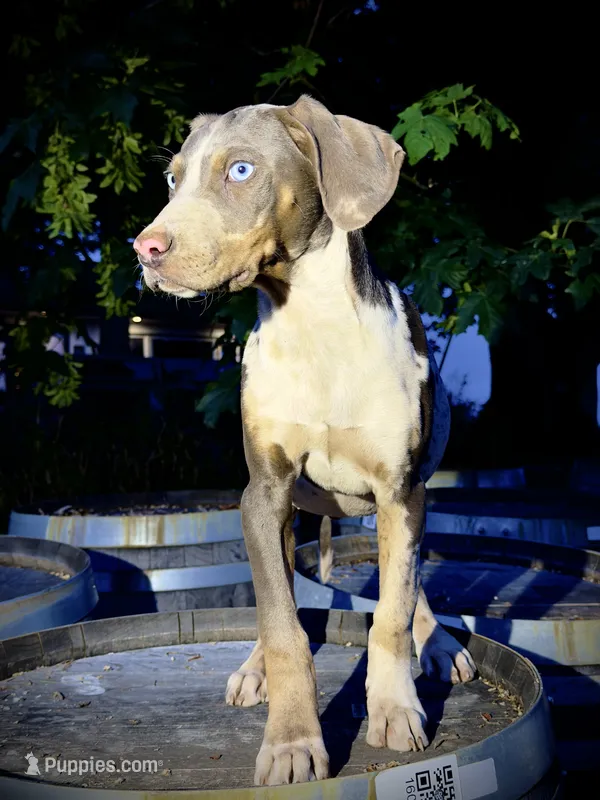 Sprout – Catahoula Leopard Dog puppy for sale in Tigard, OR