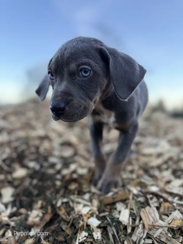 Storm – Catahoula Leopard Dog puppy for sale in Tigard, OR