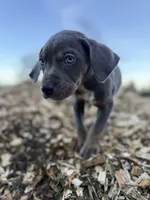 Storm, a male Catahoula Leopard Dog for sale in Tigard, OR – Photo 1 of 7