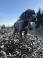 Storm, a male Catahoula Leopard Dog for sale in Tigard, OR – Photo 3 of 7