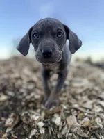Storm, a male Catahoula Leopard Dog for sale in Tigard, OR – Photo 2 of 7