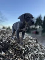Storm, a male Catahoula Leopard Dog for sale in Tigard, OR – Photo 5 of 7