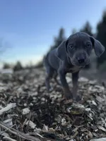 Storm, a male Catahoula Leopard Dog for sale in Tigard, OR – Photo 6 of 7