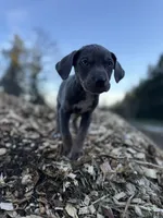 Storm, a male Catahoula Leopard Dog for sale in Tigard, OR – Photo 4 of 7