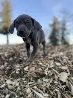 Storm, a male Catahoula Leopard Dog for sale in Tigard, OR – Photo 7 of 7