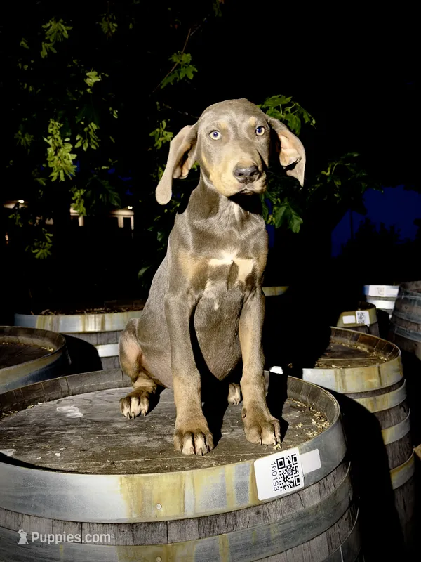 Halo – Catahoula Leopard Dog puppy for sale in Tigard, OR
