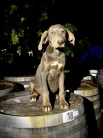 Halo, a male Catahoula Leopard Dog for sale in Tigard, OR – 1 of 8
